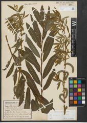 Foto von Salix purpurea L. x Salix viminalis L.